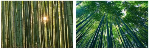 22. Бамбуковые рощи Арасияма, Киото, Япония 